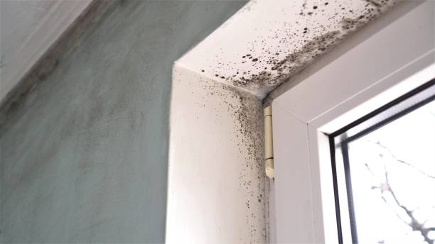 Best Crawl Space Mold Removal  in Prospect Heights, IL