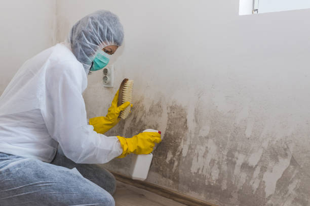 Best Mold Damage Repair  in Prospect Heights, IL