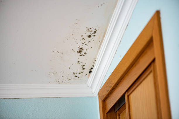 Best Residential Mold Removal  in Prospect Heights, IL