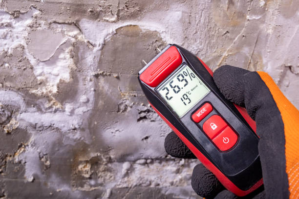 Best Same-Day Mold Removal  in Prospect Heights, IL