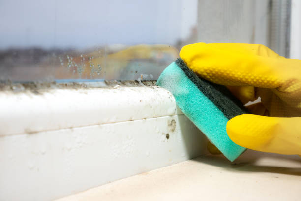 Best Local Mold Removal Service  in Prospect Heights, IL