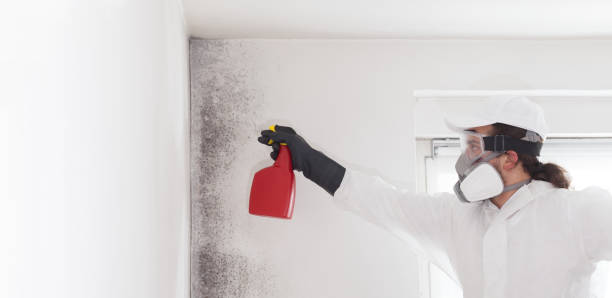 Best Mold Removal Company Near Me  in Prospect Heights, IL