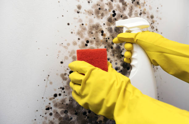 Best Attic Mold Removal  in Prospect Heights, IL