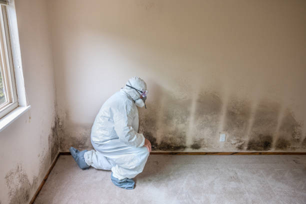 Best Residential Mold Removal  in Prospect Heights, IL