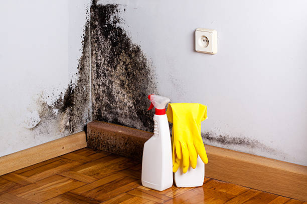 Best Office Mold Removal Services  in Prospect Heights, IL