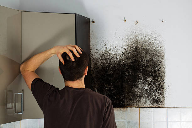 Best Professional Mold Removal  in Prospect Heights, IL
