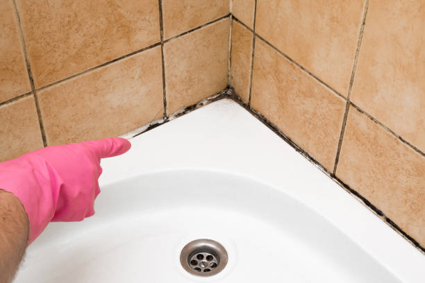 Best Home Mold Removal  in Prospect Heights, IL
