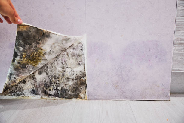 Best Affordable Mold Removal  in Prospect Heights, IL
